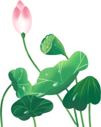 荷花