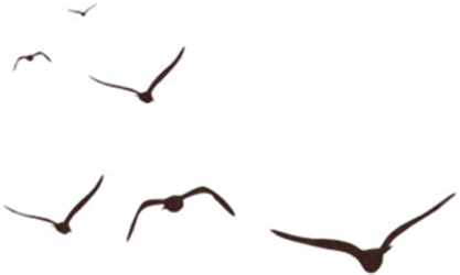 雁群