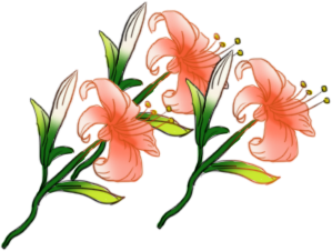 百合花