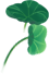 荷叶