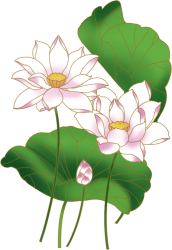 荷花
