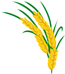 麦穗