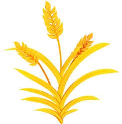 麦子