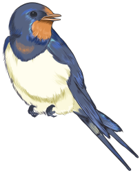 燕子