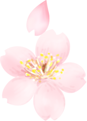 花瓣