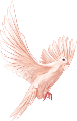 鸽子