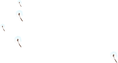 蒲公英