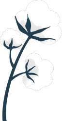 棉花