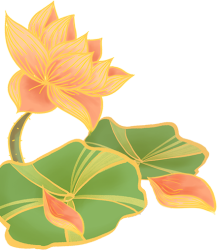 金边荷花