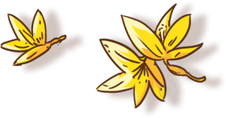 迎春花
