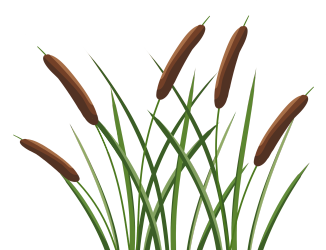 芦苇棒