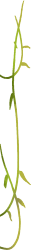 藤蔓