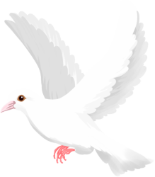 和平鸽
