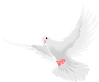 和平鸽