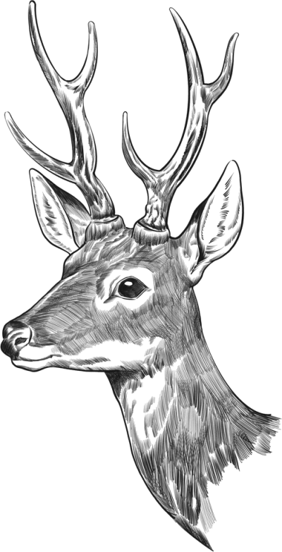 手绘鹿素描图