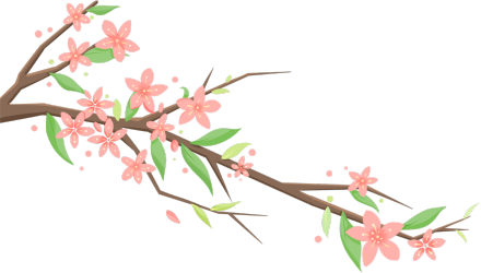 分红花枝
