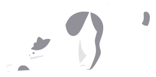 猫图片