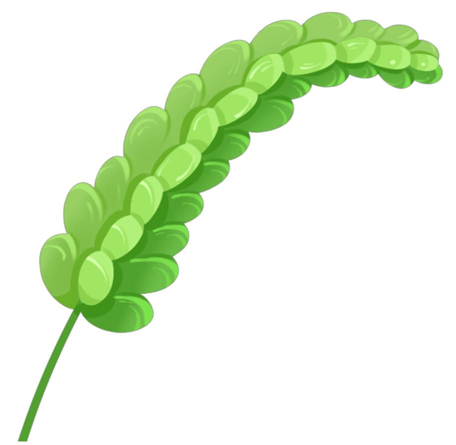 麦穗图片
