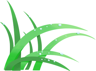 草叶露珠图片