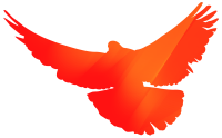 和平鸽图片