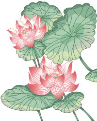 荷花图片