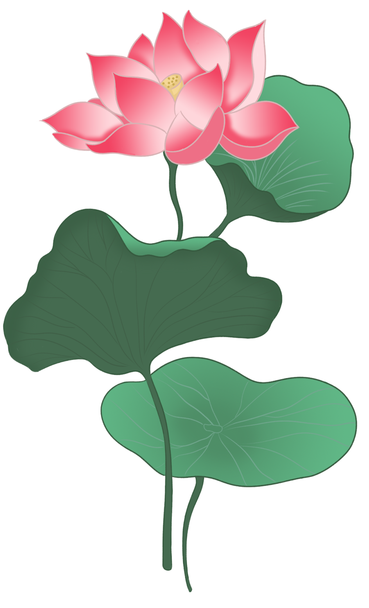 荷花插画图片大全制作技巧!