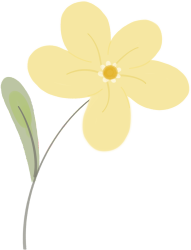 小黄花图片