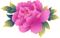 紫色牡丹花朵图片