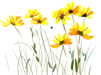 水彩花
