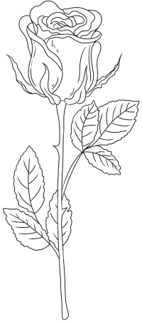 线描花2