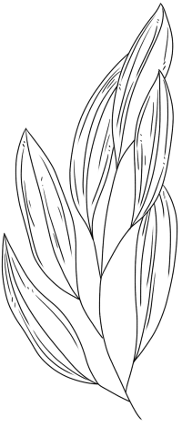 线描花4