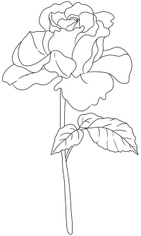 线描花5