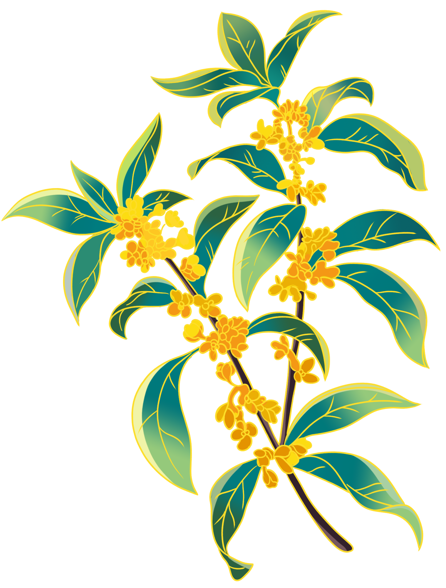 中秋桂花