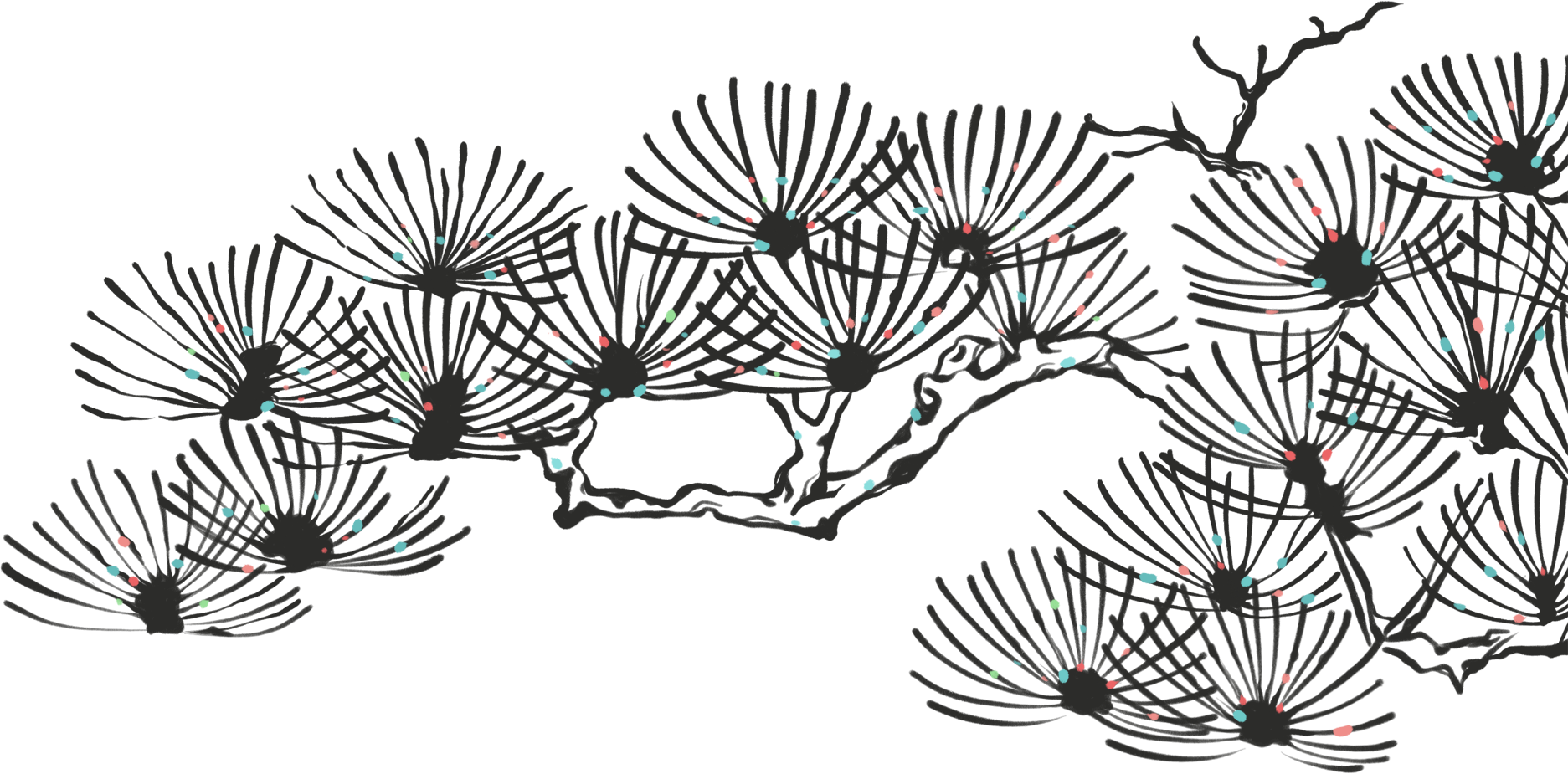 松柏图片