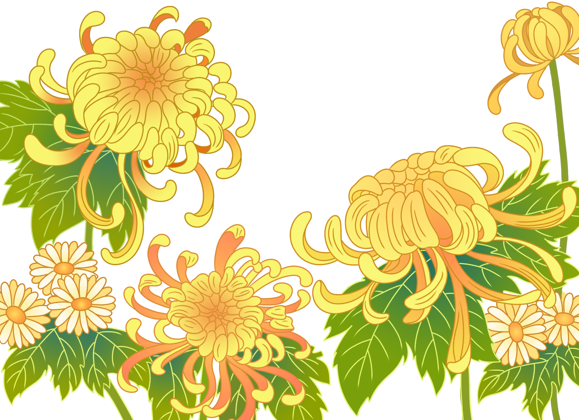 菊花