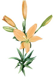 百合花,植物,开花,黄色