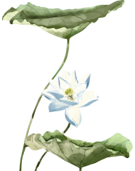 荷花图片