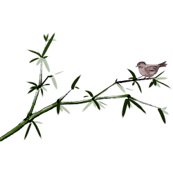 竹子麻雀植物图片