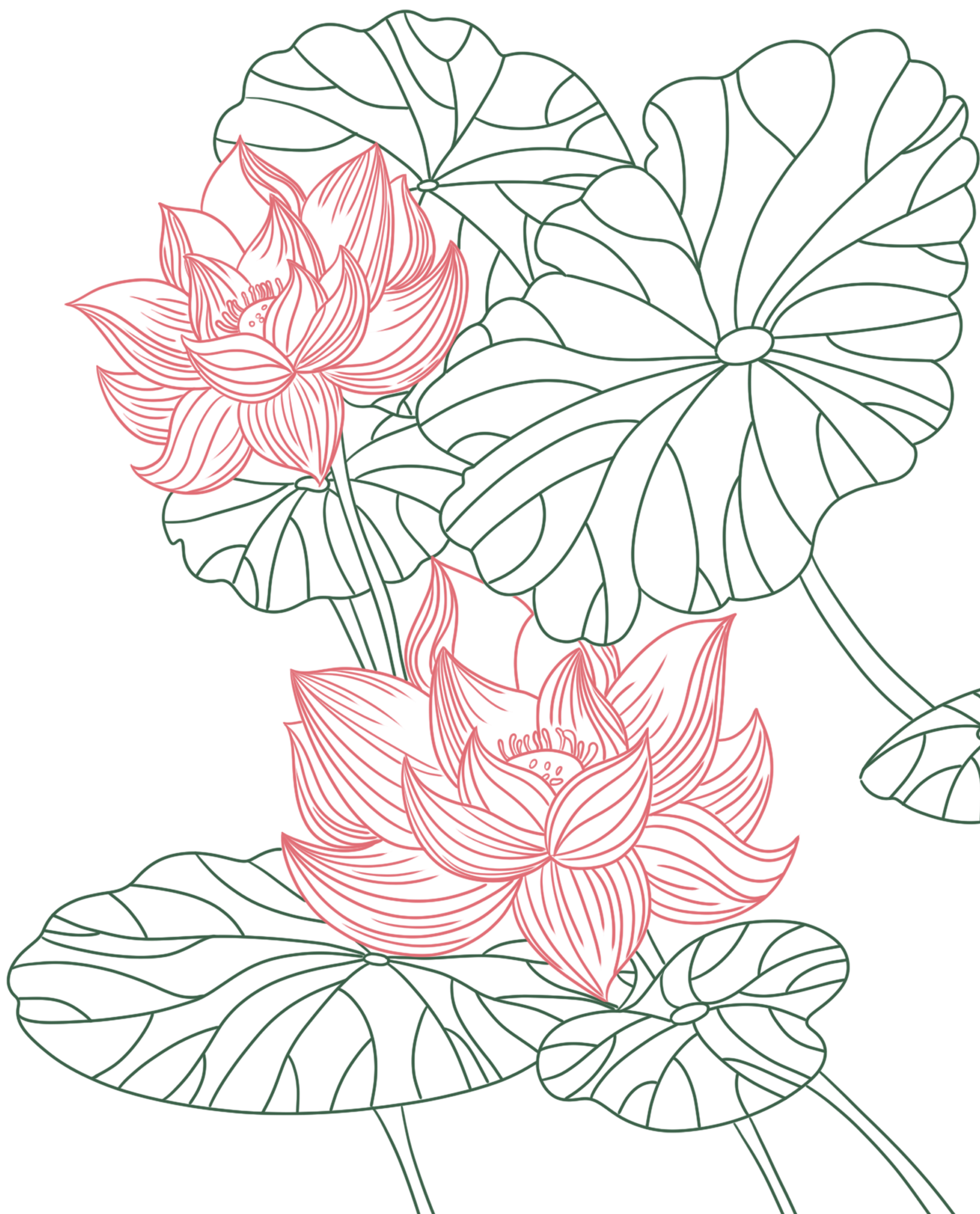 国风彩色荷花莲藕线稿