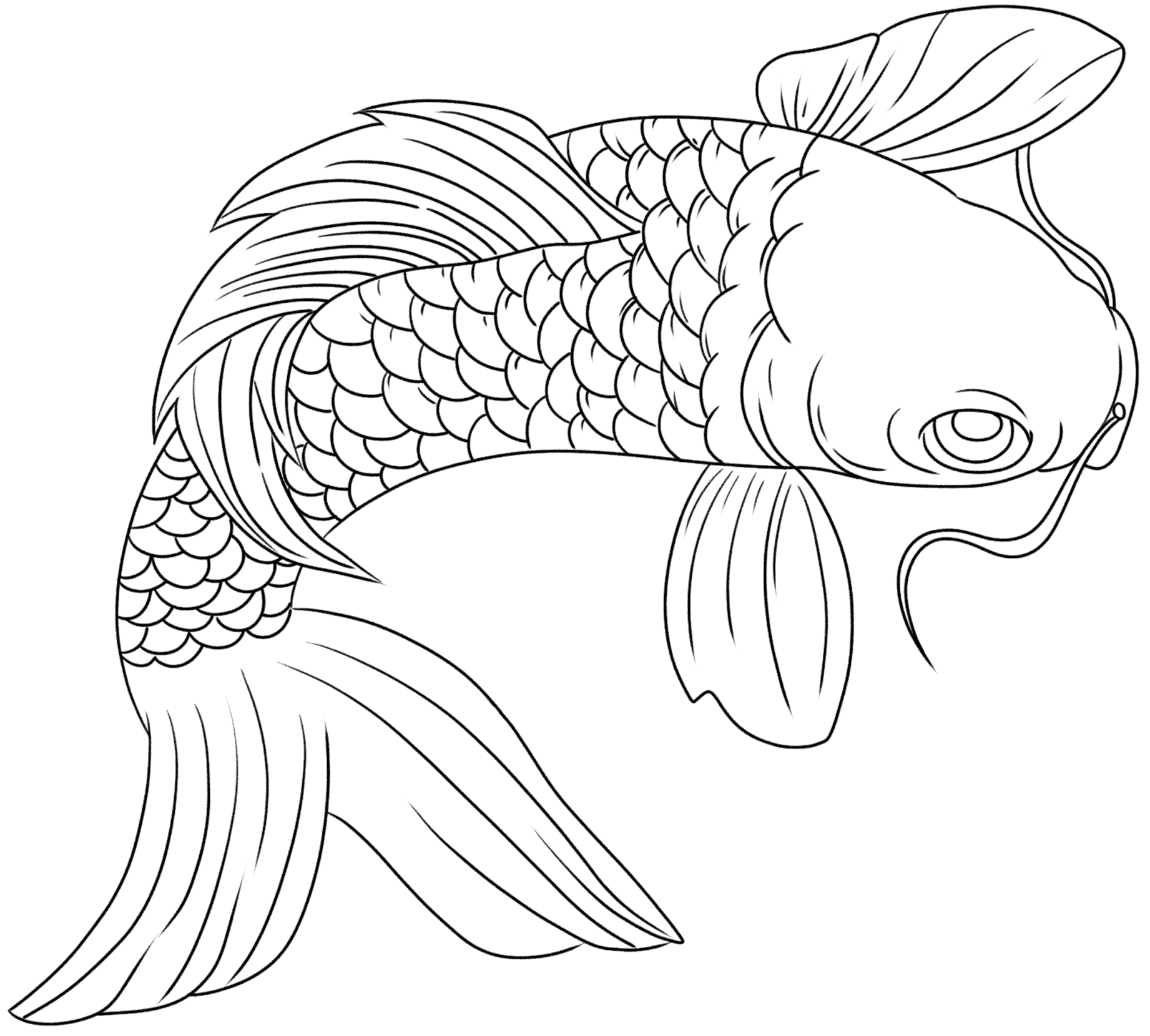锦鲤手绘好运线稿