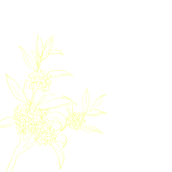 黄色桂花线稿
