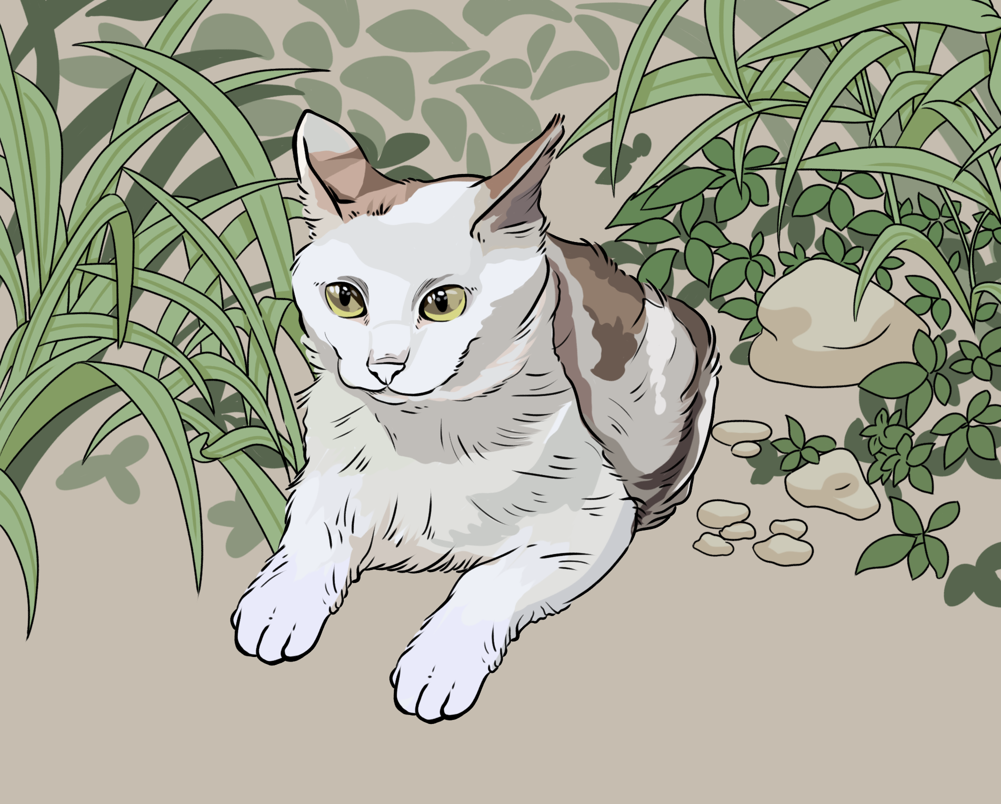 草地流浪猫爱心收养
