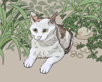 草地流浪猫爱心收养