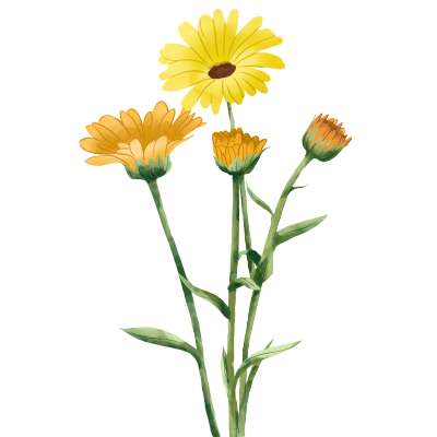 菊花花朵植物素材图片