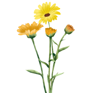 菊花花朵植物素材图片