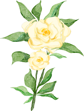 黄玫瑰花花枝花卉图片