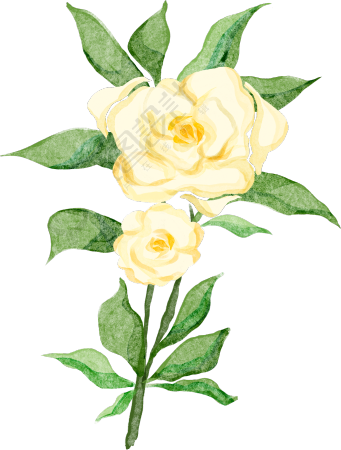 黄玫瑰花花枝花卉图片