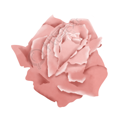 浪漫玫瑰花花朵素材图片