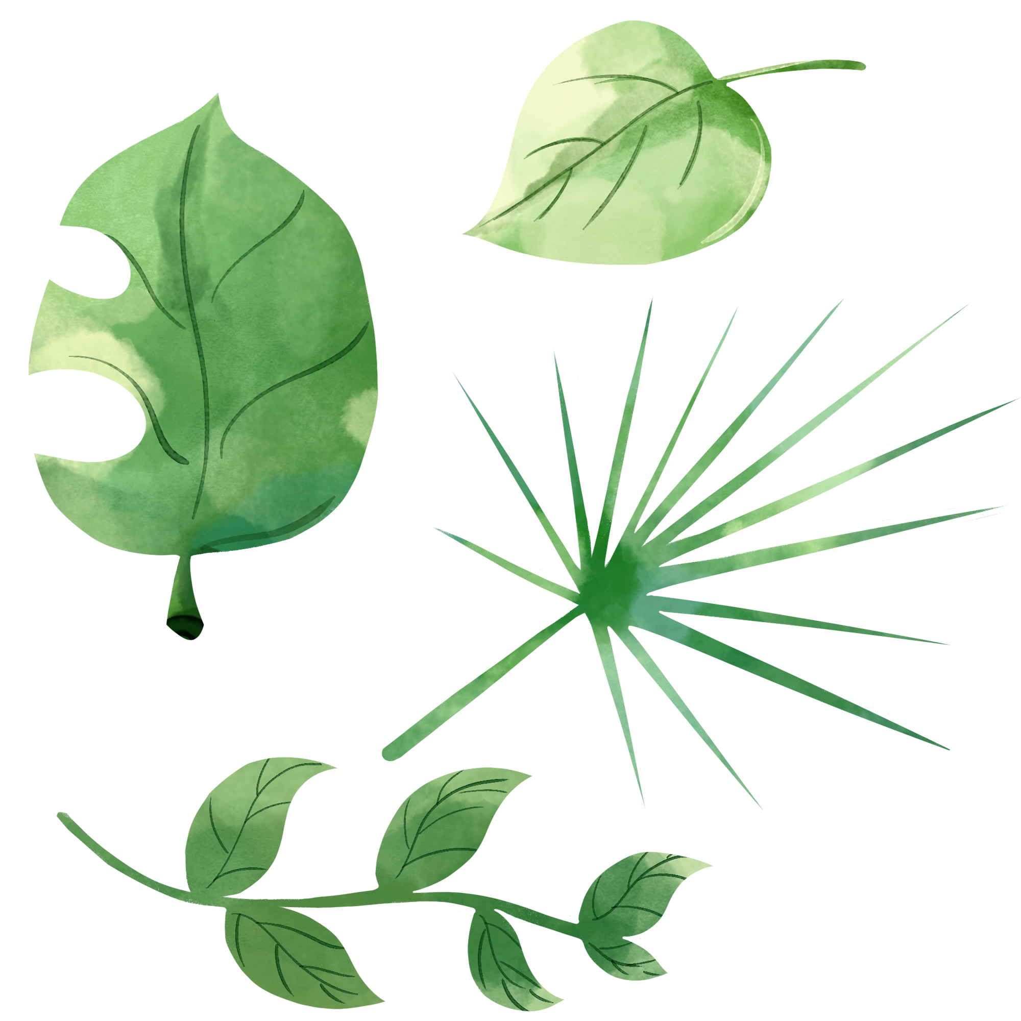 植物叶子图片插画简单如何绘制?