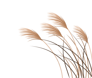 白露深秋植物芦苇图片
